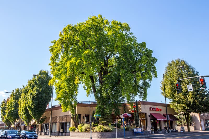 Our Heritage Trees